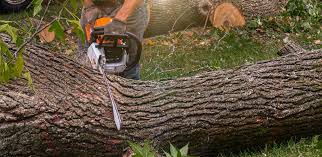 Best Tree Cabling and Bracing  in Haw River, NC